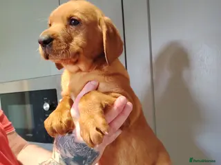 Labrador Retriever dogs Fox Red Pups - Advert 4