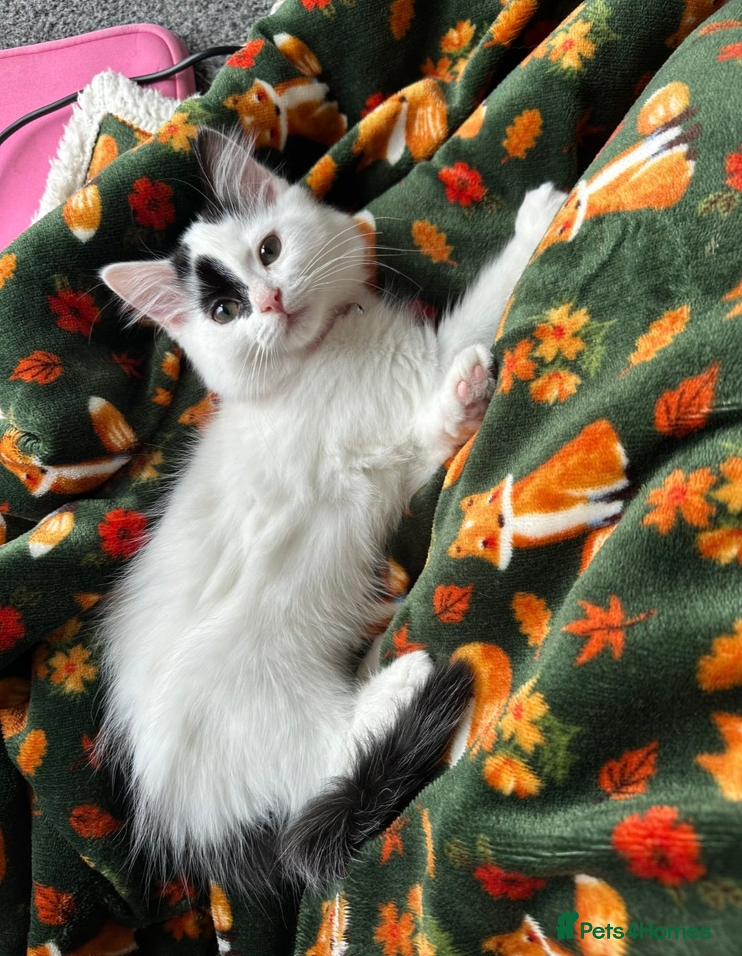 Mixed Breed cats for sale: Beautiful male kitten  - Advert 1