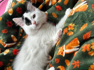 Mixed Breed cats Beautiful male kitten - Advert 1