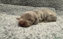 Weimaraner dogs for sale: 🐾 KC Registered Weimaraner Puppies 🐾 - Image 10