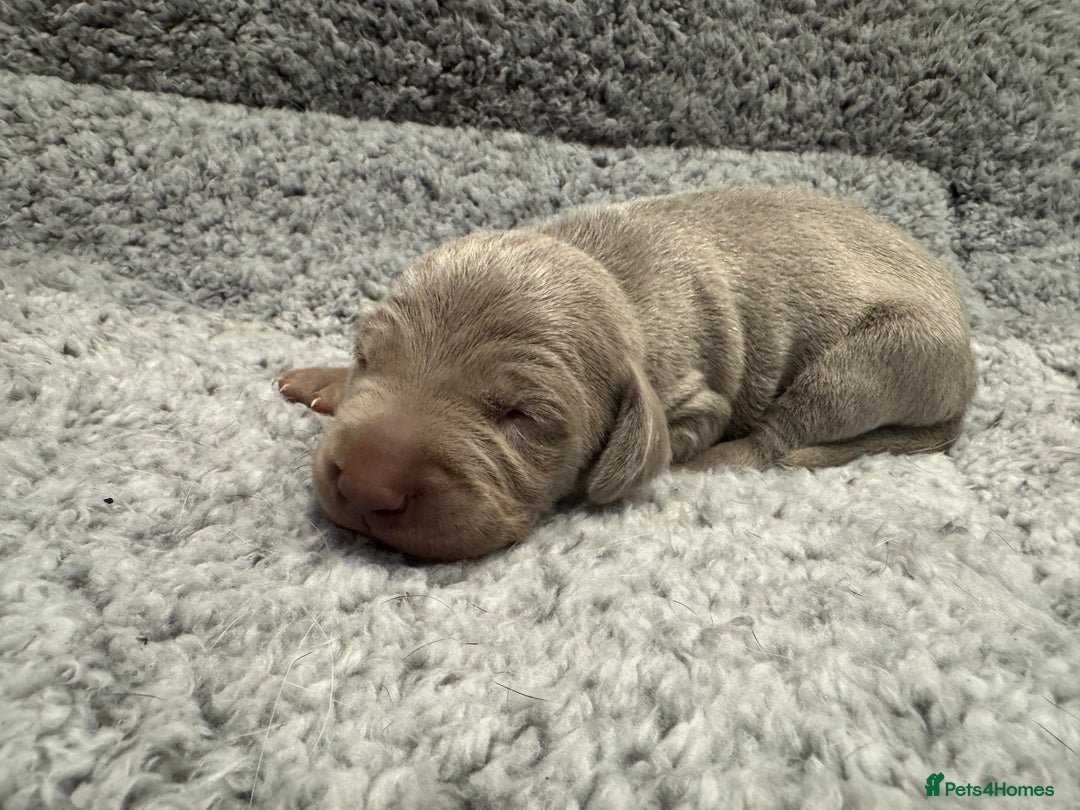 Weimaraner dogs for sale: 🐾 KC Registered Weimaraner Puppies 🐾 - Image 10