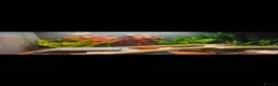 Bearded Dragon reptiles for sale: Red Monster 10 months old and full set up in Marlborough - Advert 6
