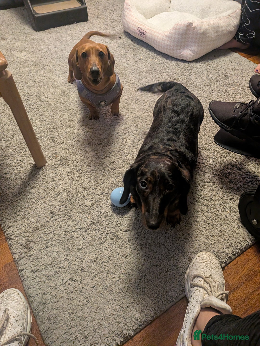 Dachshund dogs for sale: Dachshund puppies  - Advert 4