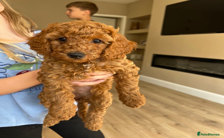 Miniature Poodle dogs - Advert 2