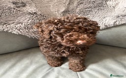 Cockapoo dogs for sale: Beautiful cockapoo puppies  - Image 18