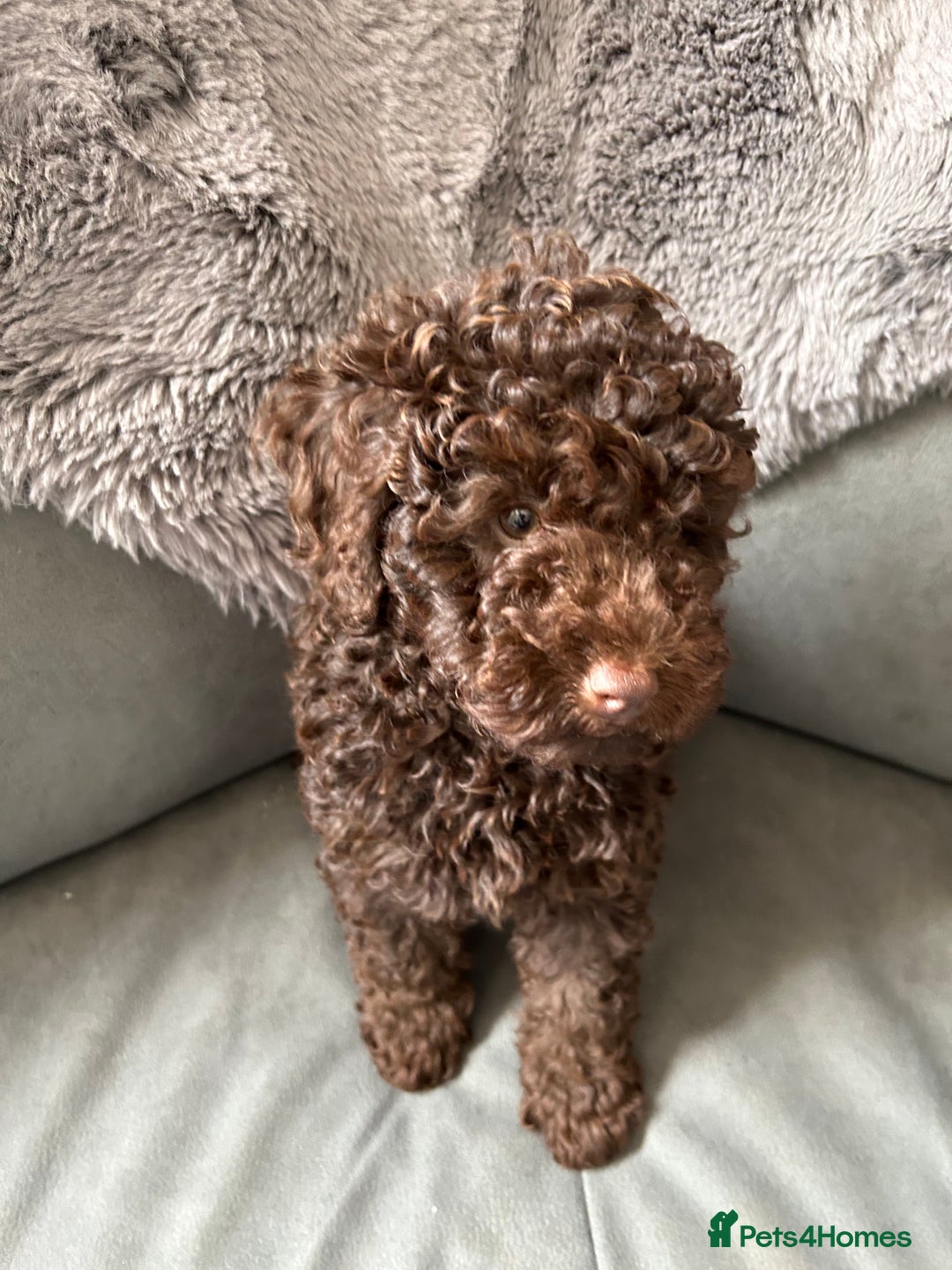 Cockapoo dogs for sale: Beautiful cockapoo puppies  - Image 18