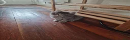 Mixed Breed cats for sale: pawsnpurrscattery Maine coon/russian nebelung in Middlesbrough - Advert 3