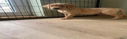 Labrador Retriever dogs for sale: Stunning KC Labrador / 1 boy available 🐾 - Advert 8