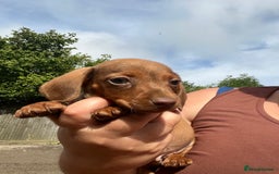 Miniature Dachshund dogs for sale: dachshund puppies - Image 5