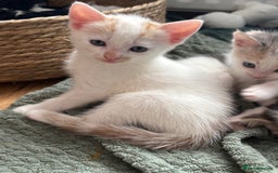 Mixed Breed cats for sale: 5 Adorable Fluffy White Playful Kittens  - Image 9