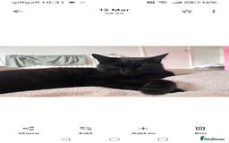 Domestic Shorthair cats for sale: Lola & Titch brother and sister  - Image 3