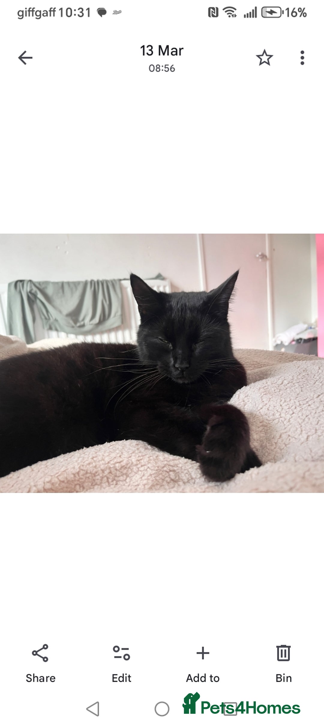 Domestic Shorthair cats for sale: Lola & Titch brother and sister  - Image 3