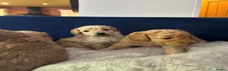 Cockapoo dogs for sale: Adorable Cockapoo Puppies - Advert 10