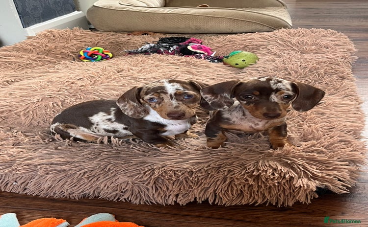 Miniature Dachshund dogs - Advert 9