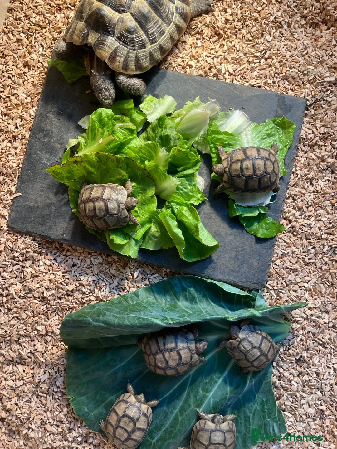 Tortoise reptiles for sale: £150 9 months old Greek tortoise&set up  - Advert 2