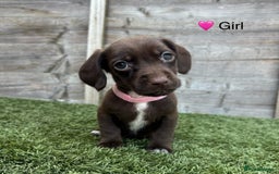 Mixed Breed dogs for sale: Top Quality F1 Docker Puppies - Image 16