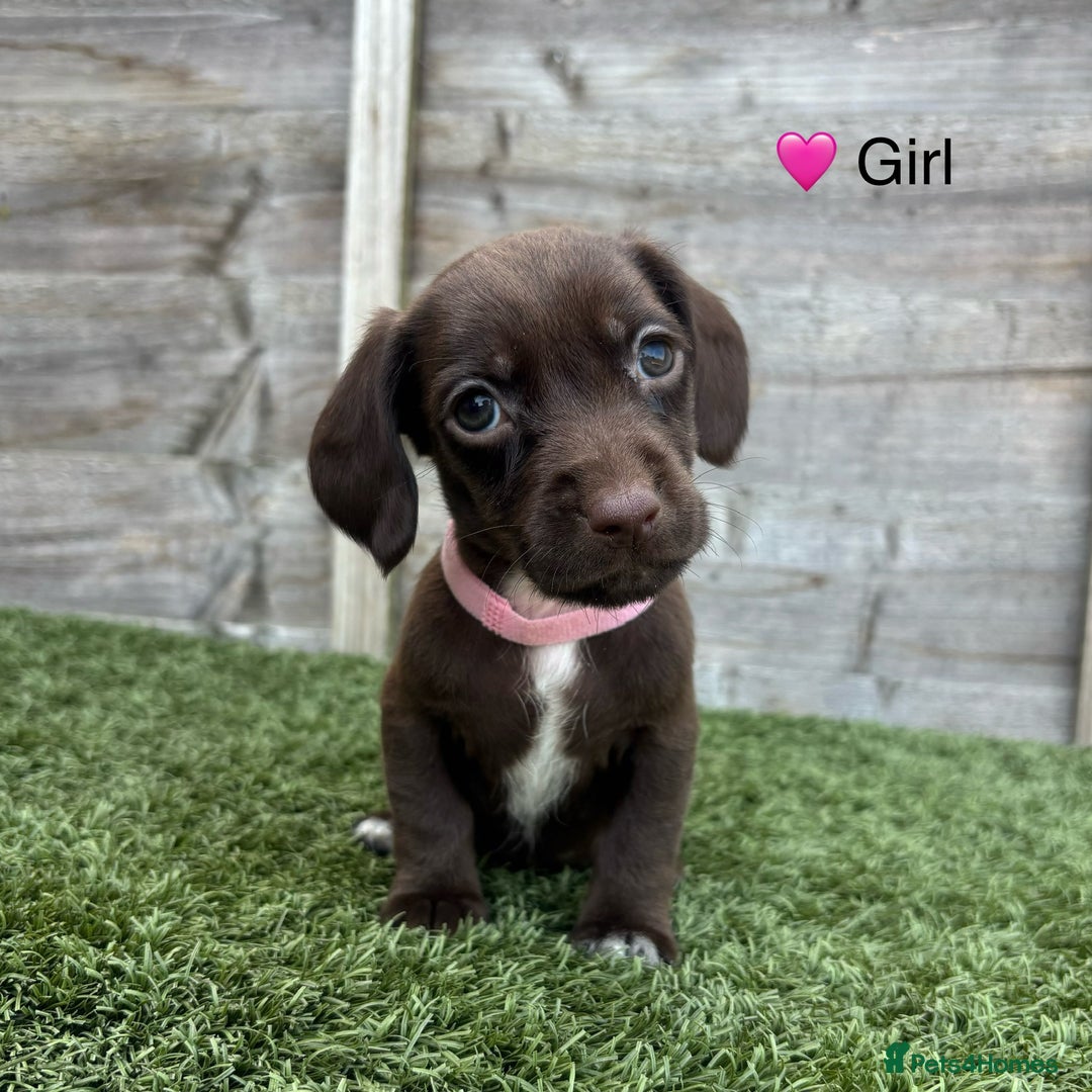 Mixed Breed dogs for sale: Top Quality F1 Docker Puppies - Image 16