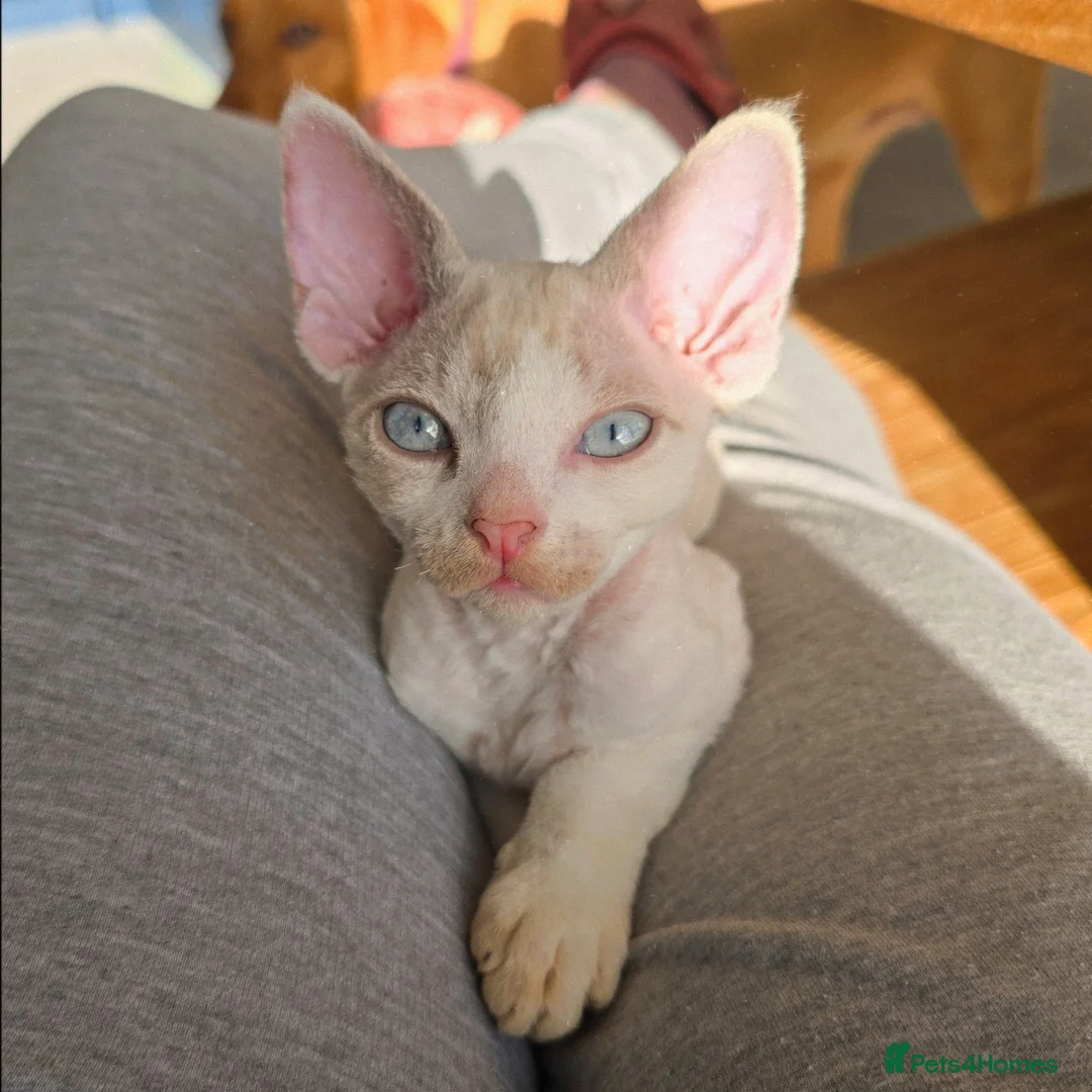 Devon Rex cats for sale: Blue eyed Devon rex boy for sale - Advert 2