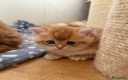 British Shorthair cats for sale: GCCF BSH Last Chocolate Golden Female Kitten Left - Image 30