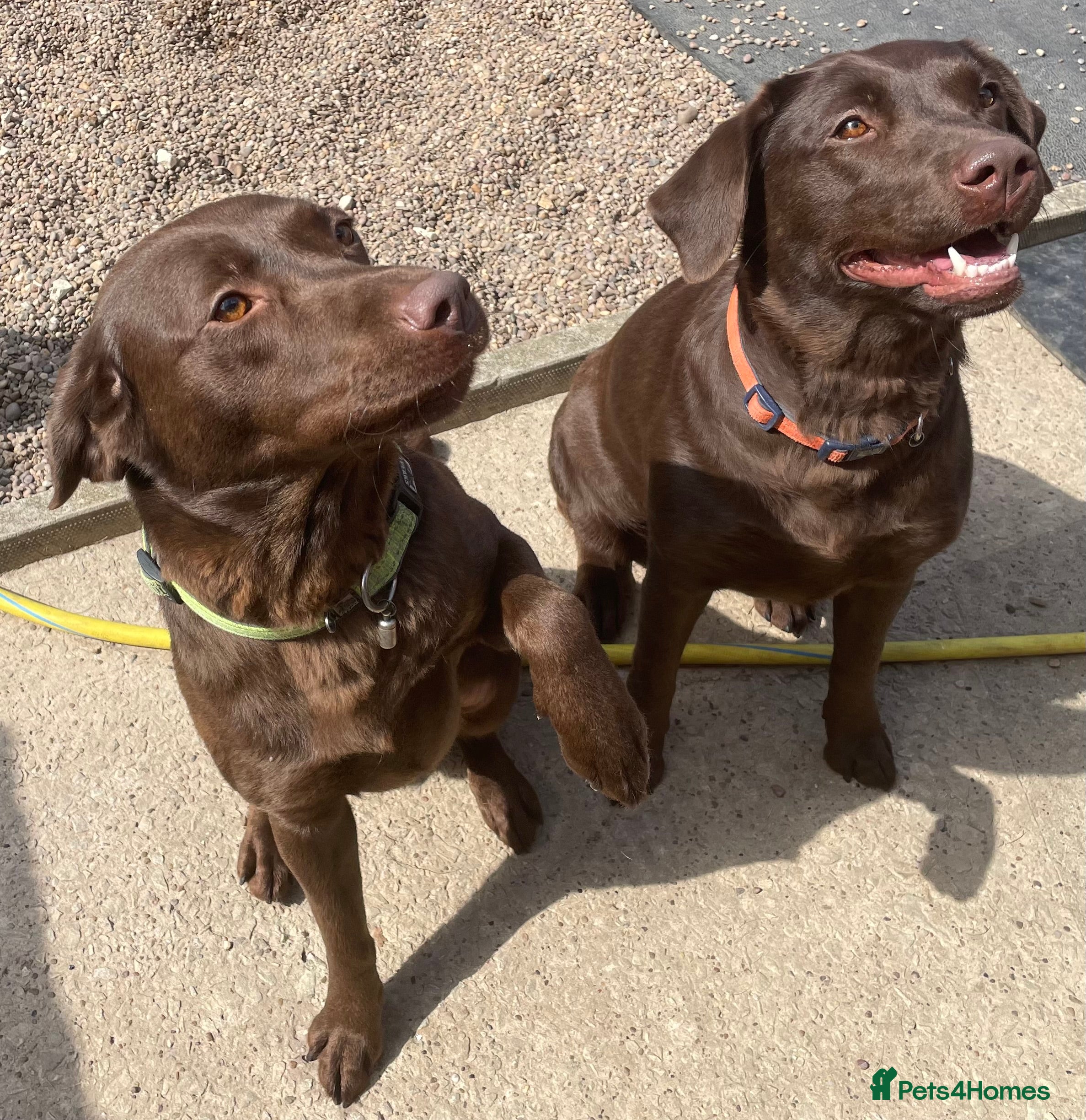 Labrador Retriever dogs Black and Fox Red KC Health Tested Puppies - Advert 1