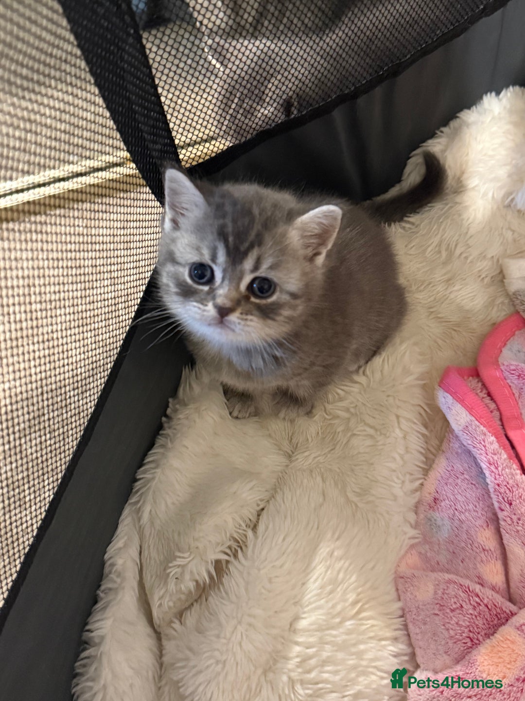 British Shorthair cats for sale: BRITISH SHORTHAIR KITTENS - Advert 9