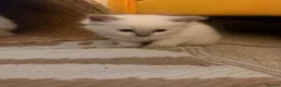 Ragdoll cats for sale: Beautiful Dolls 💙🐱 - Advert 10