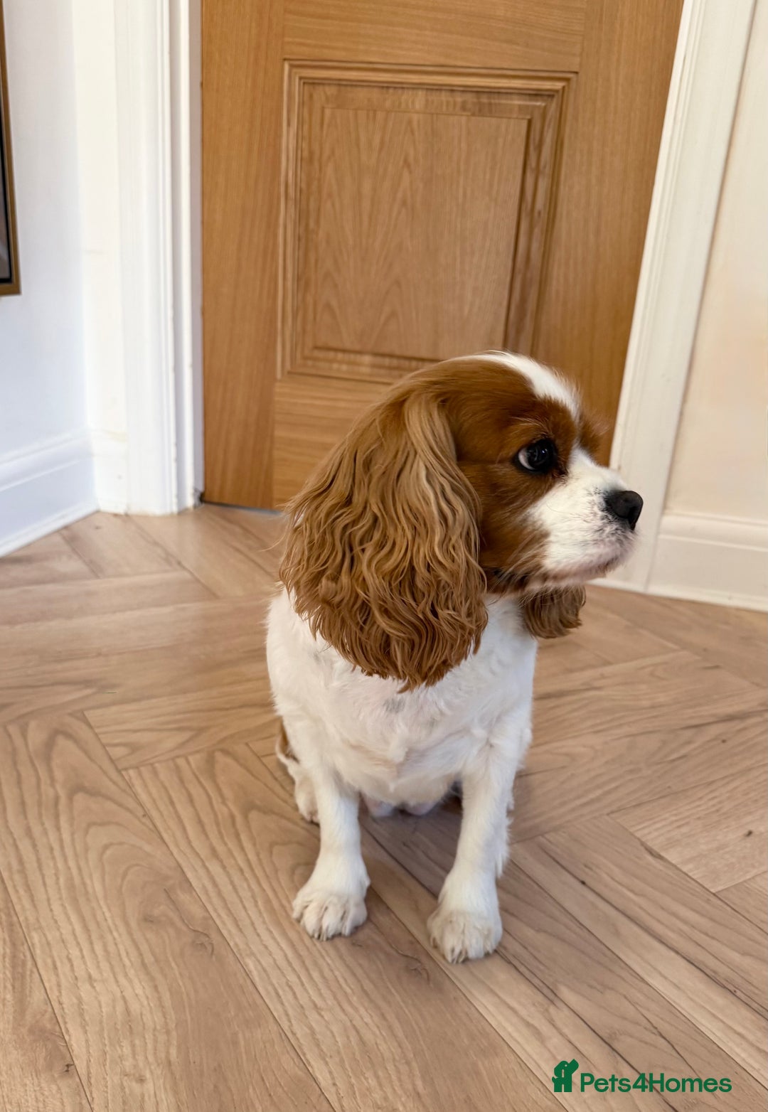 Cavalier King Charles Spaniel dogs for sale: Loving Home Wanted for Female Cavalier - Advert 6