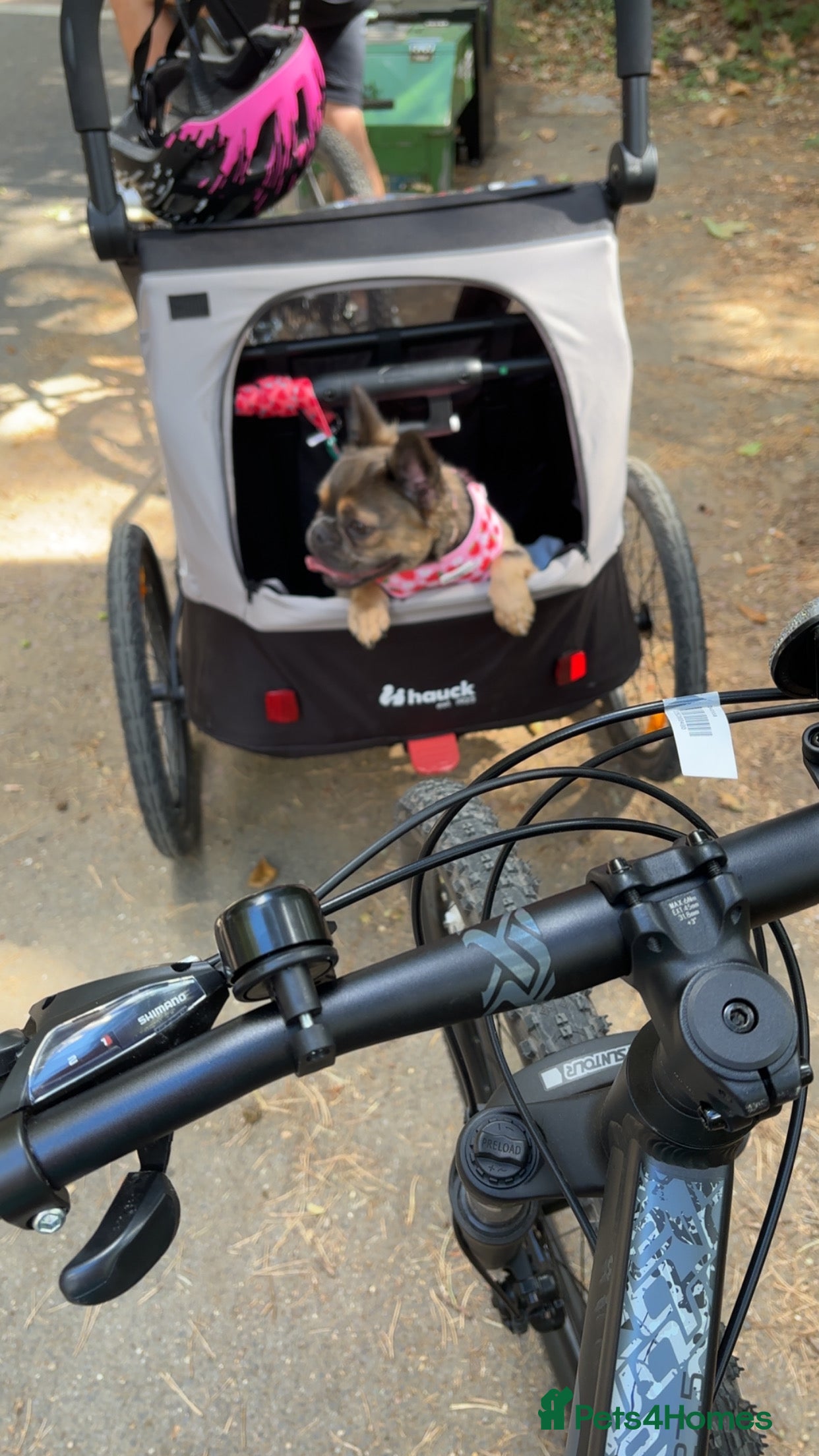 French Bulldog dogs Fluffy Frenchie - Advert 6