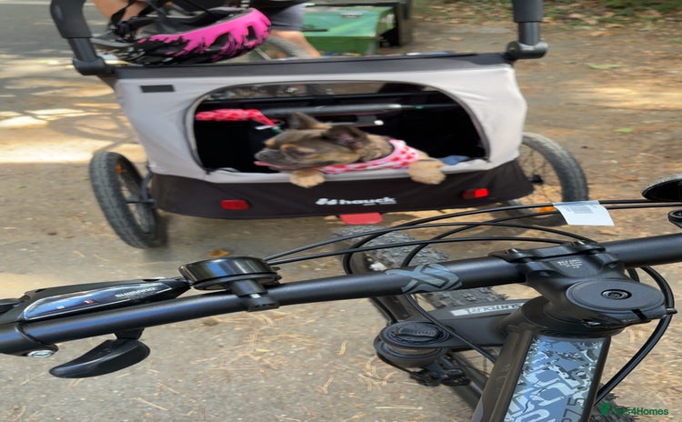 French Bulldog dogs - Advert 1