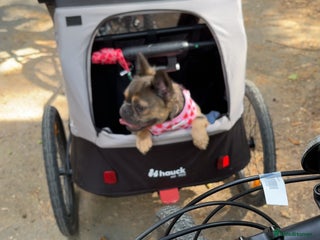 French Bulldog dogs Fluffy Frenchie - Advert 12