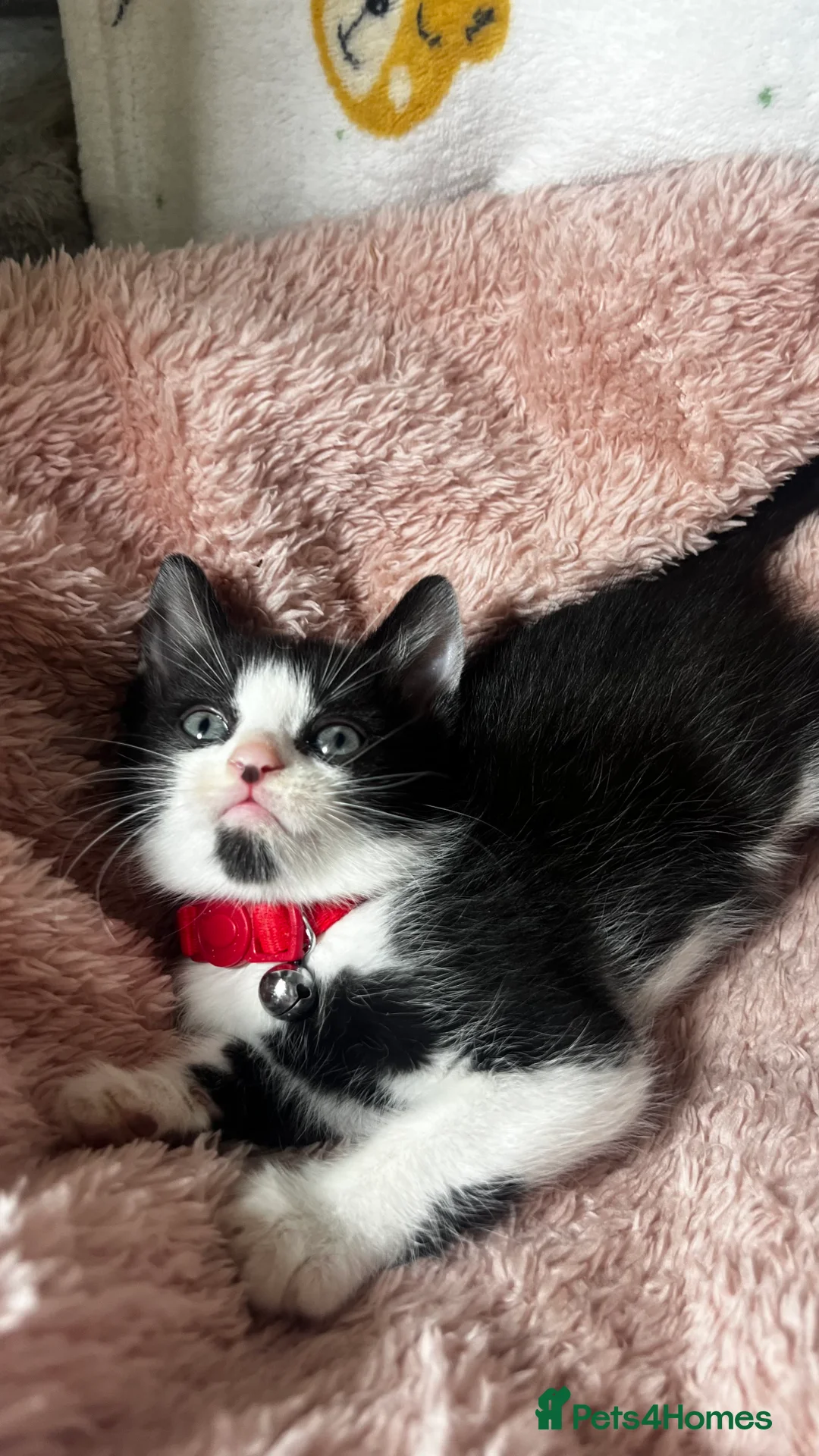 Domestic Shorthair cats for sale: Tuxedo Boy Ready To go Now❤️ - Advert 4