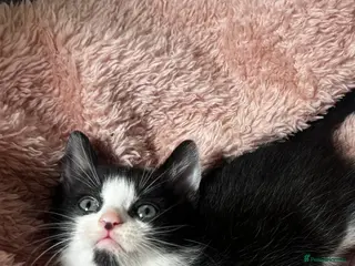 Domestic Shorthair cats Tuxedo Boy Ready To go Now😍 - Advert 18