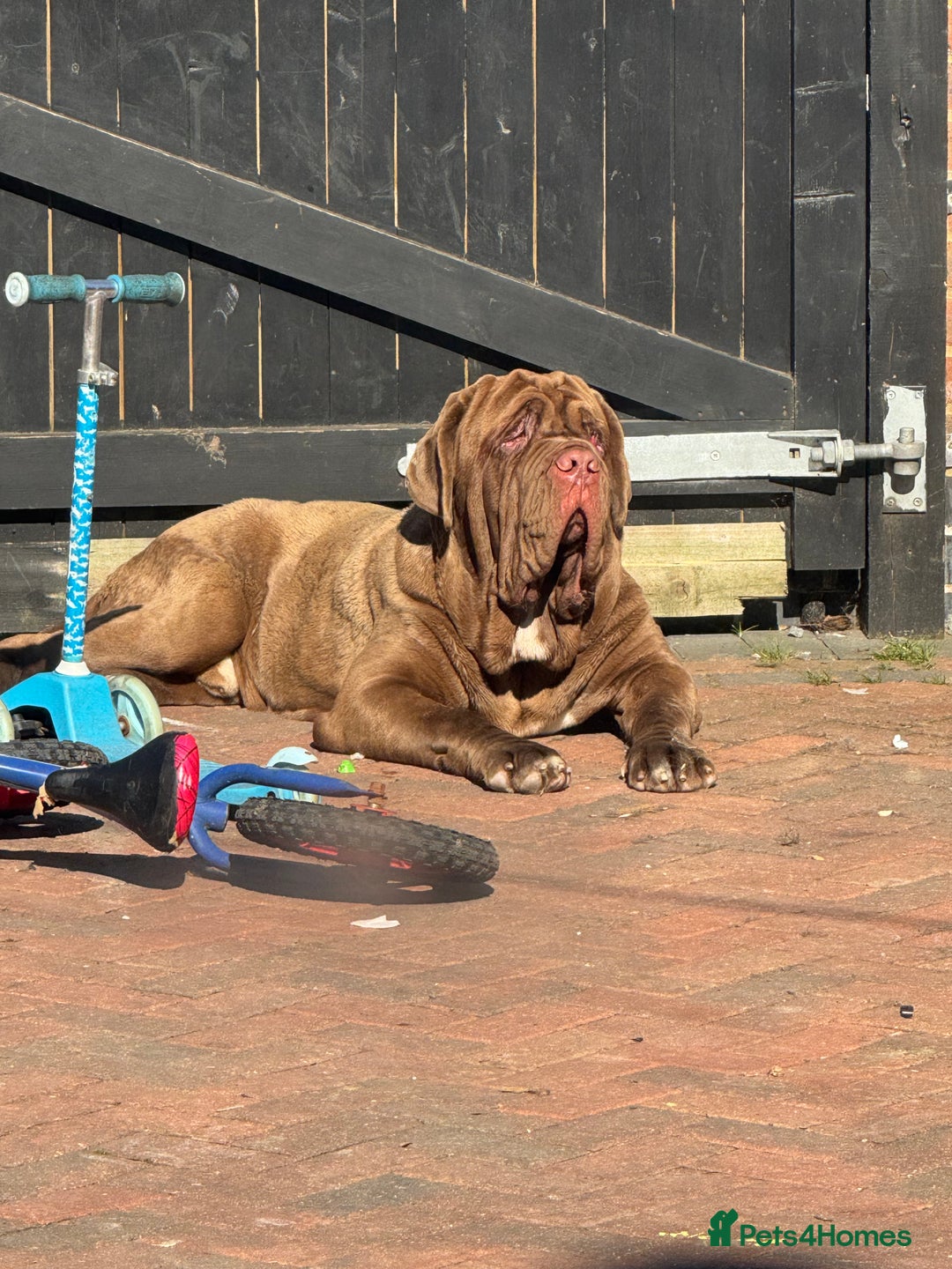Neapolitan Mastiff dogs for sale: Nelly and vinnie Neapolitan mastiff  - Image 9