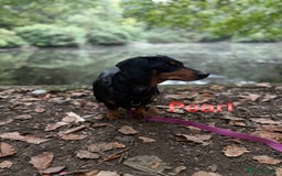 Miniature Dachshund dogs for sale: Heart breaking sale two Beloved female dachshunds  - Image 2