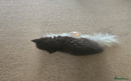 Mixed Breed cats for sale: Ragdoll X Kittens - Image 10