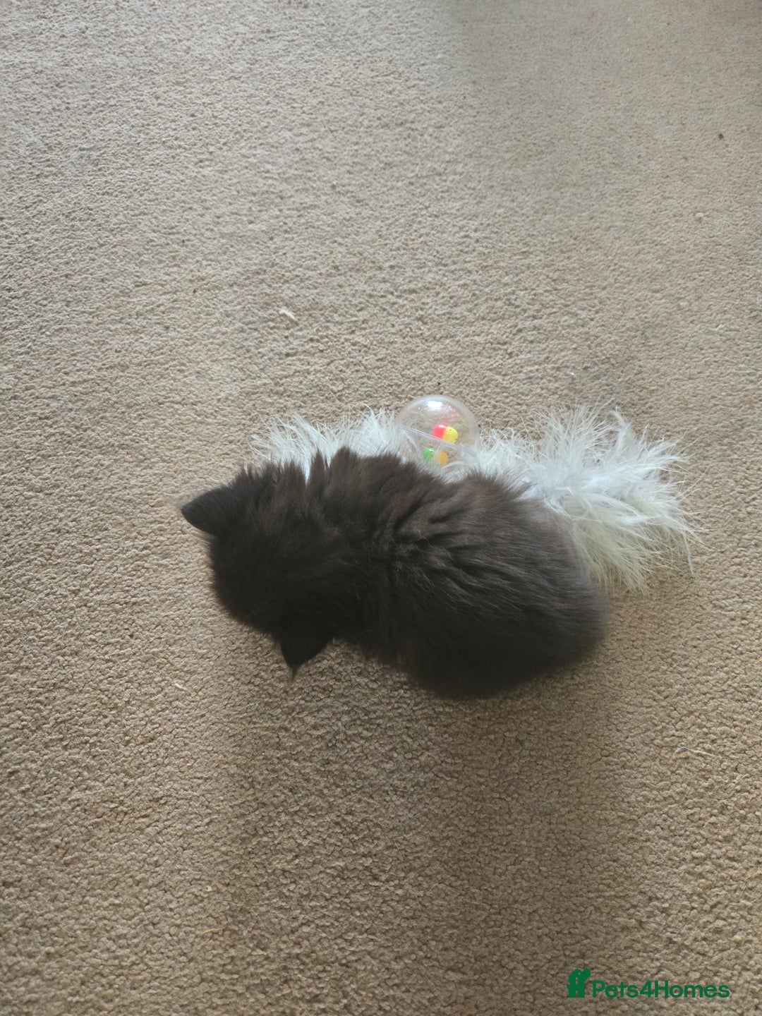 Mixed Breed cats for sale: Ragdoll X Kittens - Image 10