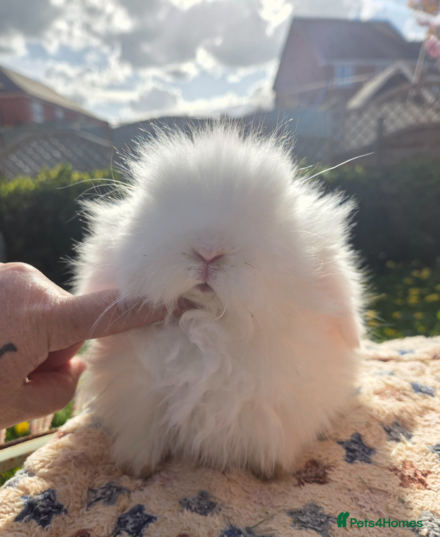 Angora rabbits for sale: Teddywidders - Advert 13