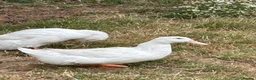 Ducks poultry for sale: FEMALE DUCKS  - Advert 4