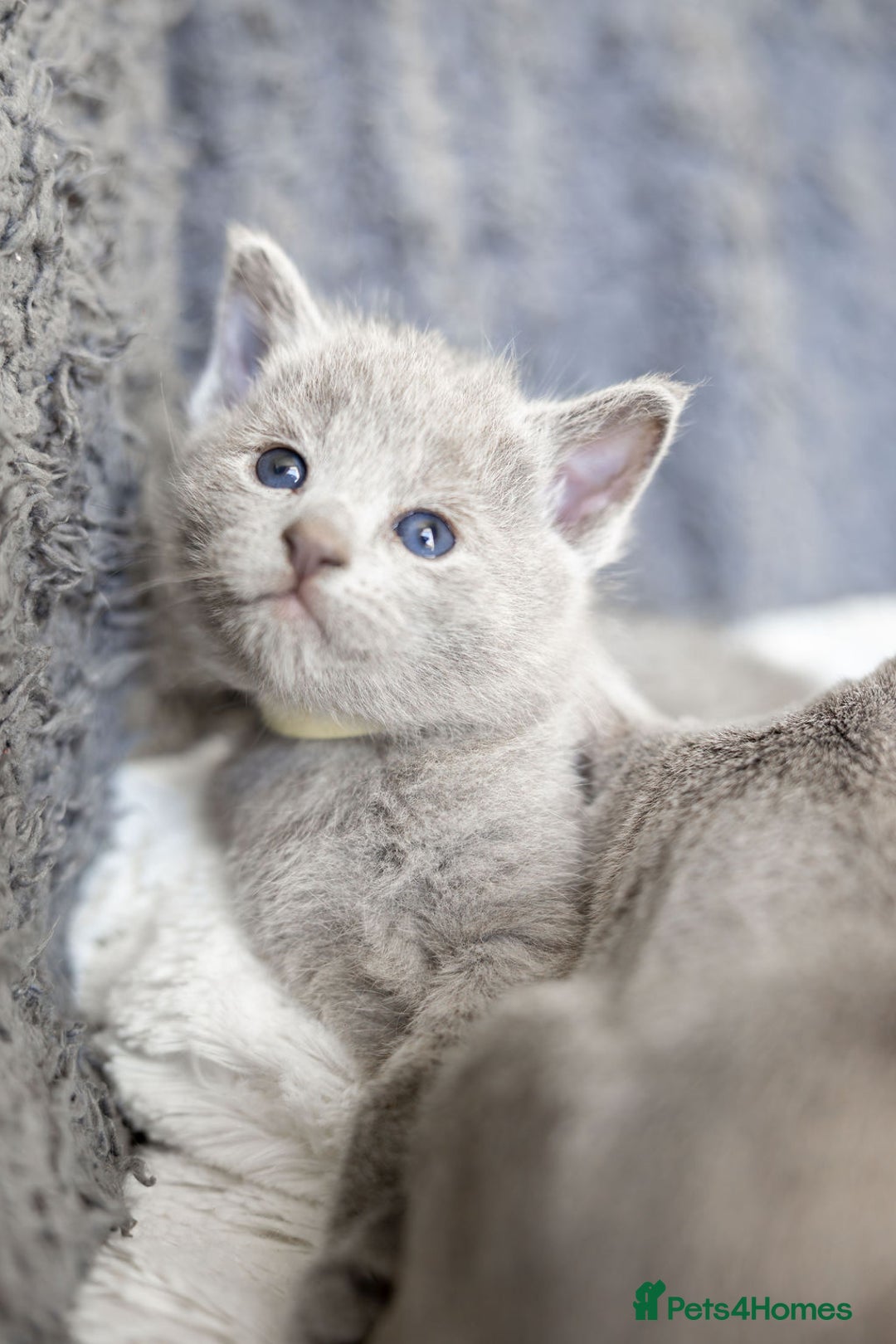 Russian Blue cats for sale: Pure Russian Blue Kittens, Silver Coat Green Eyes  - Advert 14