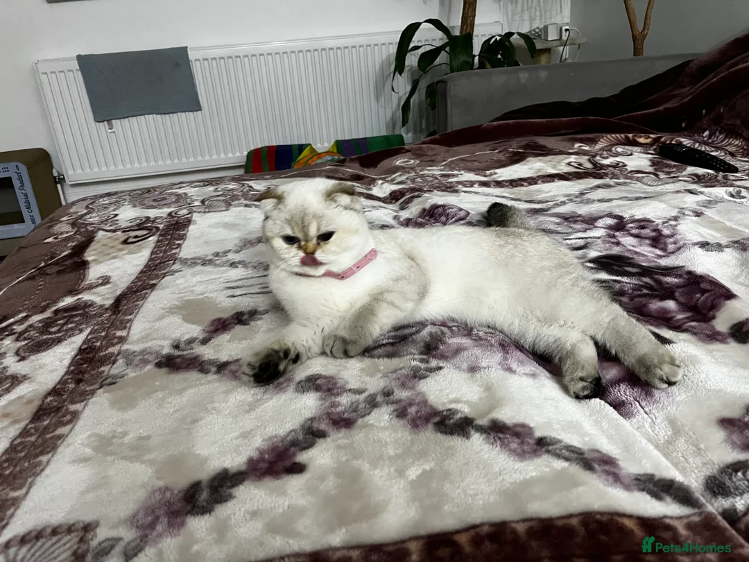 British Shorthair cats for sale: British shorthair Enzo and Misty - Advert 4