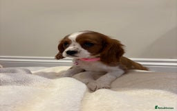 Cavalier King Charles Spaniel dogs for sale: Extensively health tested parent cavalier puppy’s  - Image 30