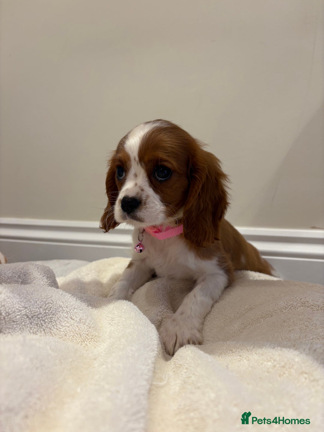 Cavalier King Charles Spaniel dogs for sale: Extensively health tested parent cavalier puppy’s  - Image 30