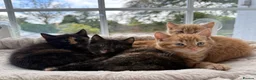 Mixed Breed cats for sale: 4 beautiful kittens in Stafford - Advert 3