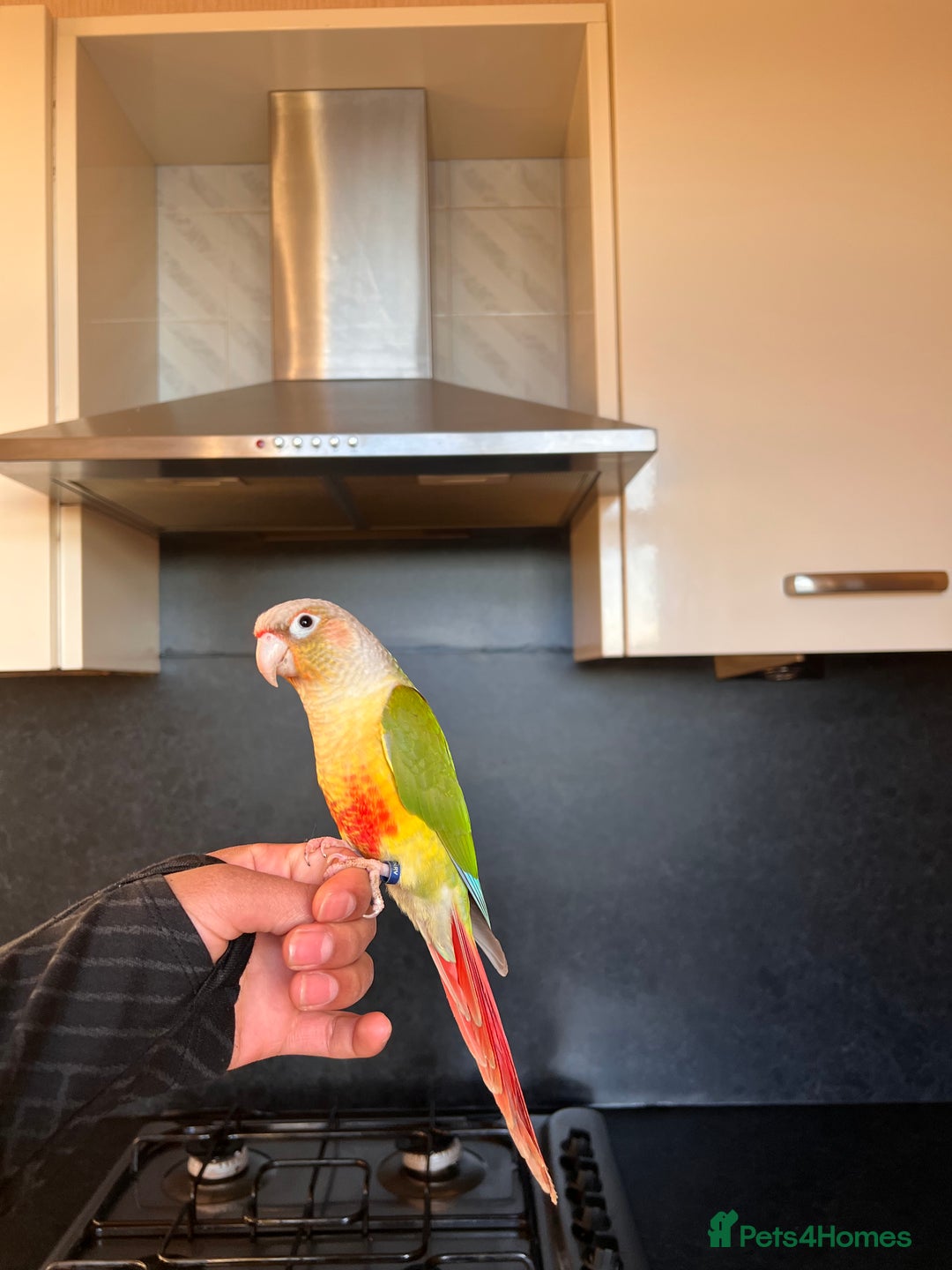Conures birds for sale: Conures pair  - Advert 4