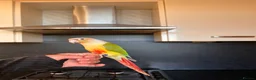 Conures birds for sale: Conures pair  - Advert 4