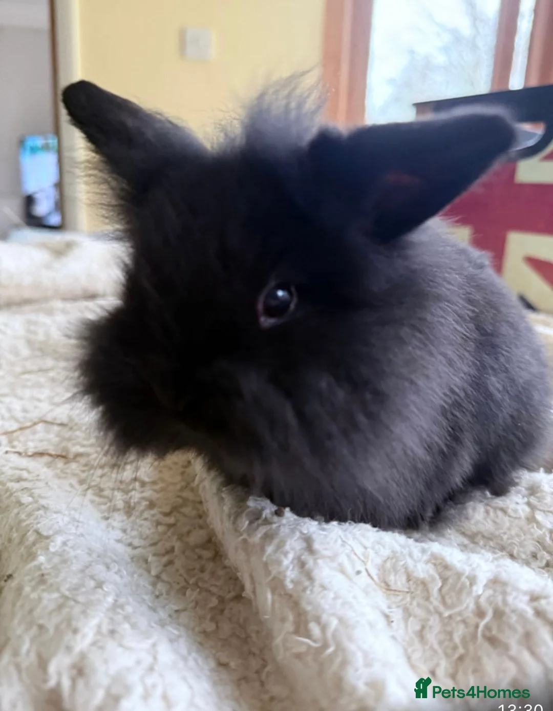 Netherland Dwarf rabbits for sale: Beautiful Netherland Dwarf & Mini lop bunnies  - Advert 13