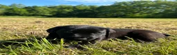 Labrador Retriever dogs for sale: International FTCH sired working Labrador pups  - Advert 25
