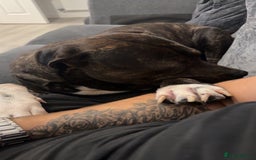 Presa Canario dogs for sale: Presa for rehoming  - Image 7