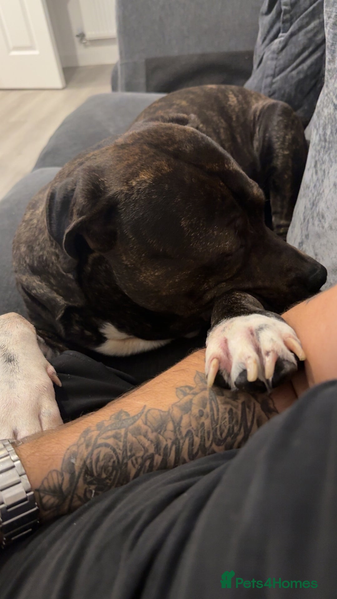 Presa Canario dogs for sale: Presa for rehoming  - Image 7