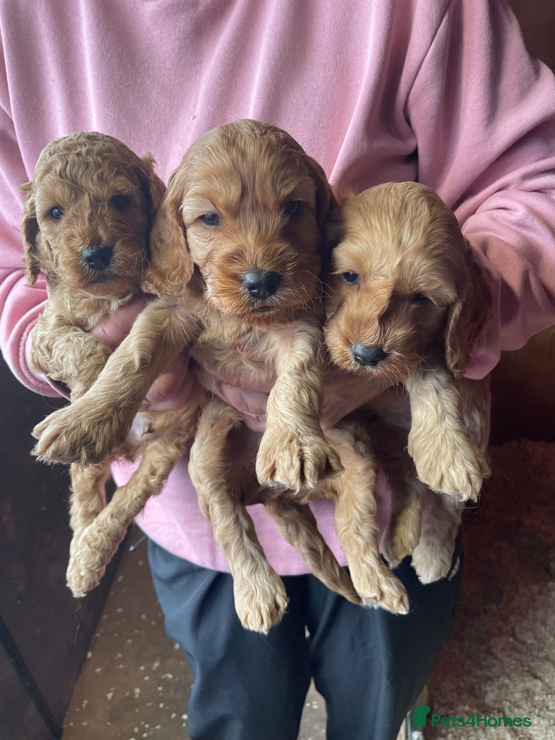 Cockapoo dogs for sale: Cockapoo Puppies - Image 8